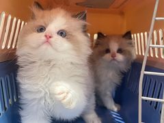 -lincat·猫舍(广州店)