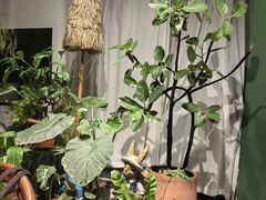 -Thai Basil罗勒叶泰式餐厅(时代天街店)