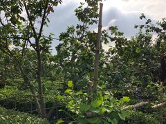 -樱桃山旅游景区