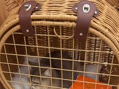 -瑞鹏宠物医院·骨科·猫科·内科(第一中心)