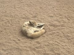 -深圳野生动物园