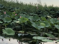 -白洋淀景区