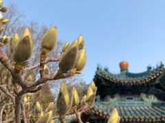 -北京市劳动人民文化宫(太庙)