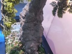 -马家斑.鲜鱼火锅(松湖万科店)