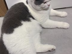 -Heymao猫咖.咖啡厅(东门店)