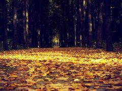 -大锅强·蒸海鲜青岛菜(吾悦广场店)