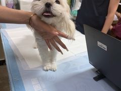-美联众合动物医院·24h转诊中心