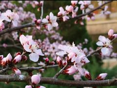 -海棠花溪(元大都城垣遗址公园)