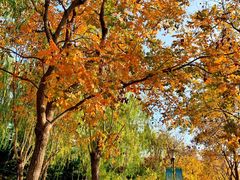 -大兴滨河森林公园