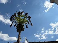 -正宗杨记普洱酸醋米线(总店)