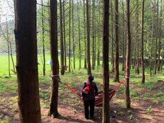 -武陵山森林公园