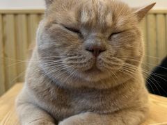 -Catmate·猫肥家润(金润铂宫店)