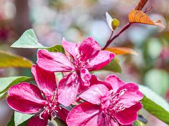 -海棠花溪(元大都城垣遗址公园)