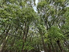 -广富林郊野公园