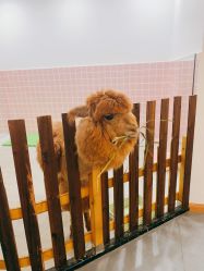 -Moni星球萌宠·小马宝莉·灵蛇·高端高阶全萌宠互动体验俱乐部(红豆国际广场店)