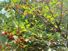 -沈阳辉山风景区