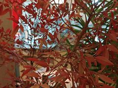 -沼津港精致料理·寿喜烧·烧鸟(漕河泾印象城店)