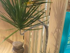 -新精武·少儿武术散打(繁花店)