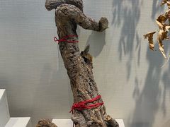 -广东中医药博物馆