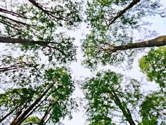 -渌洋湖湿地公园