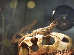 -Rabbit Cafe私房西餐甜点咖啡(栖霞路店)