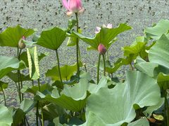 -金鸡湖桃花岛
