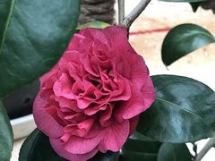 -花之城