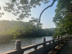 -谢怀亮芝麻茶