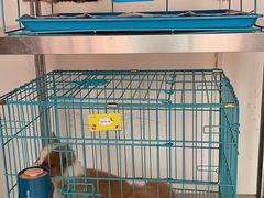 -翊宠yipet猫狗购宠庄园犬舍•猫舍