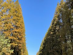 -黄海国家森林公园