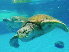 -珠海长隆海洋王国