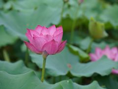 -莲花池公园