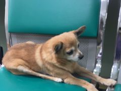 -北京观赏动物医院·24小时大型综合·猫专科·异宠专科