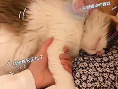 -猫友咖啡店(玉林西路店)