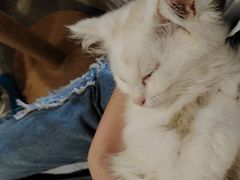 -楼上猫咖(罗湖店)