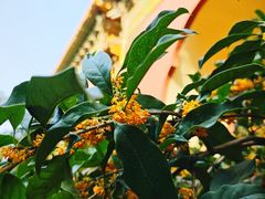 -北京市劳动人民文化宫(太庙)