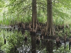 -溱湖国家湿地公园