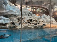 -帝企鹅自助餐厅•儿童岛•真企鹅(长隆企鹅酒店)