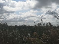 -盐城丹顶鹤湿地生态旅游区