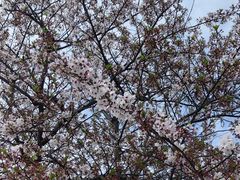 -高东镇樱花园