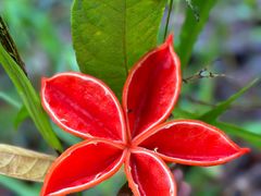 -海南热带雨林国家公园吊罗山景区