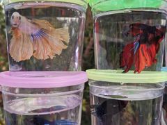 -华声天桥民俗文化园