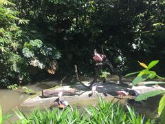 -新加坡飞禽公园
