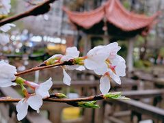 -武汉大学-樱园