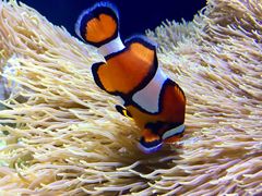 -西雅图水族馆