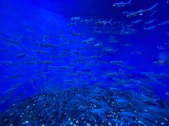 -成都浩海立方海洋公园