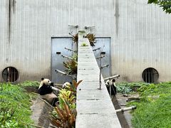 -卧龙中华大熊猫苑神树坪基地