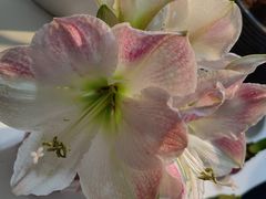 -昆明国际花卉拍卖交易中心