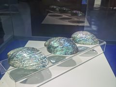 -贝壳王国博物馆