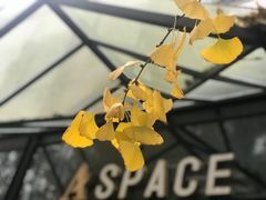 -桉树林A coffee 森林餐厅(三圣乡店)